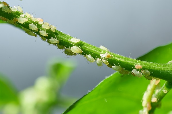 Plant pests shop